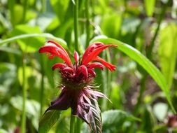 Macro photo of the red blossoming flowers