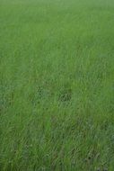 green grass on pasture