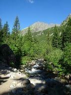 small mountain river in the tatras