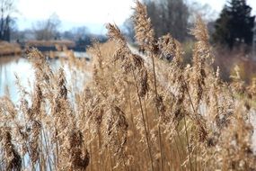 dry reed on the shoreline of the lake