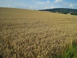 golden yellow wheat field in the countryside