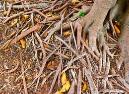 many tree roots