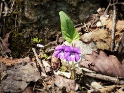 Beautiful, violet flowers with green leaf among the colorful, dry foliage in Dobong