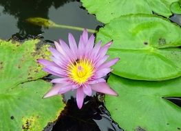 light purple water lily among leaves on the water