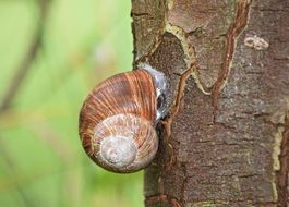 spiral snail on a tree trunk