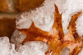 frozen yellow leaf in the snow