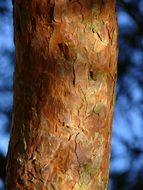 closeup photo of Log Bark