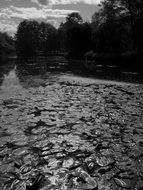 black and white photo of many water lilies on the surface of a pond