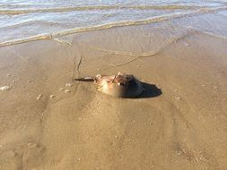 Ocean Beach Crab