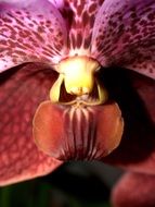 spotted purple orchid close-up