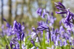 blue forest bells close-up