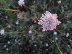 delightful delicate beauty wildflowers