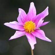 pink dahlia on a grey background