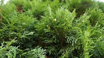 evergreen shrub