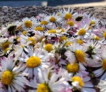 white daisy flowers meadow