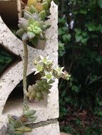 Succulents on the bricks in the garden