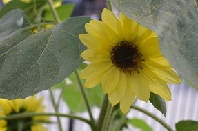 extraordinary Yellow Summer flower