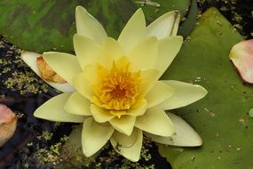 yellow aquatic flower