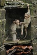 Monkey Wildlife