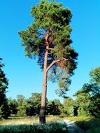 big tree in a clearing under the sunflower