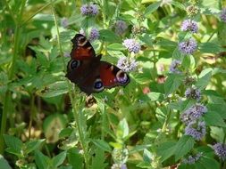 Picture of Butterfly is on a flower close-up