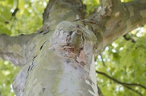picturesque and pretty Forest Branch
