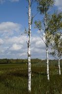 birch trees in a nature reserve