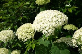 extraordinary Hydrangeas Blossom