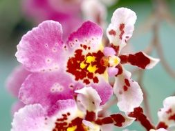 pink orchid with brown spots close up