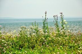 blooming wild flowers along the beach