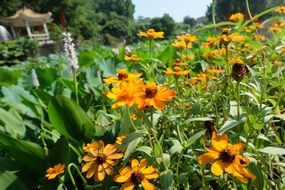 yellow chrysanthemum under the bright sun