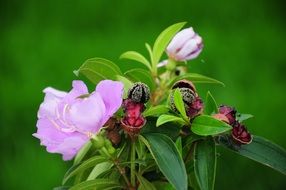 Melastoma Purple Flower