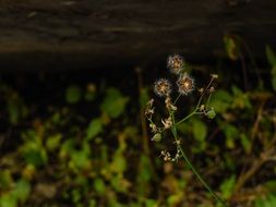 tiny wildflower