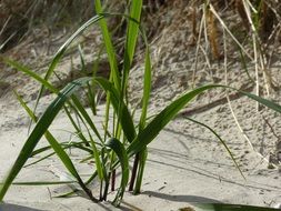 delightful Beach Sand