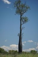 Bottle Tree
