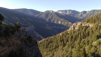 green conifers on the mountainside