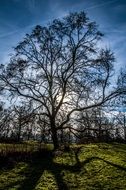 Tree Light Backlight Autumn Sun