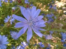 common chicory flowers in summer
