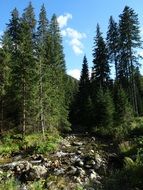 torrent in the national park tatras