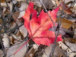 Red Leaf Autumn Maple Forest