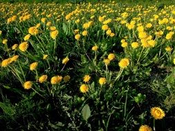 close-up photo of glade of yellow dandelions