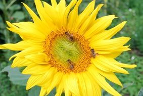 yellow unripe sunflower