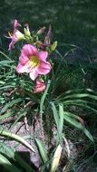 pink fragrant flower with green leaves in the garden
