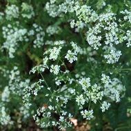 Cowparsley flowers in nature