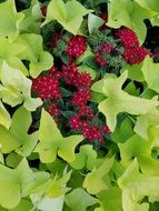red berries among light green foliage
