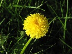 Close up picture of small yellow Dandelion