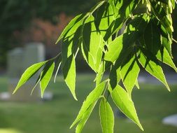 closeup view of Green foliage on tree