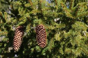 pines on a tree