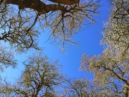 tree tops in spring