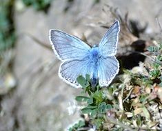 blue butterfly on Pyrenees